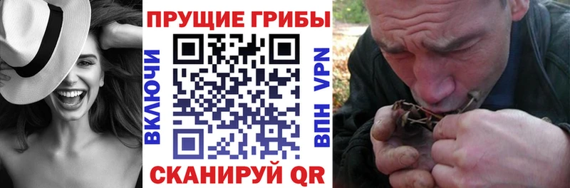 omg вход  где купить наркоту  Красноярск  Галлюциногенные грибы Psilocybine cubensis 